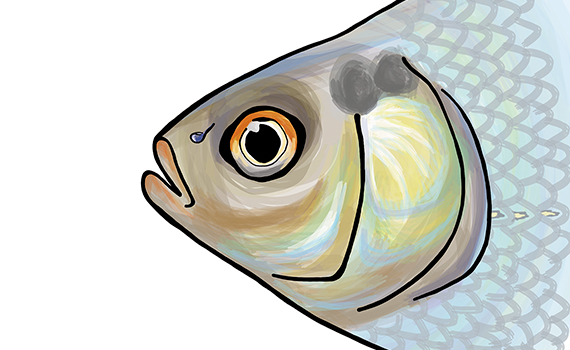 Illustrating Nature – UnterWasserReich Schrems